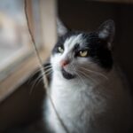 Whisker Watch trailer