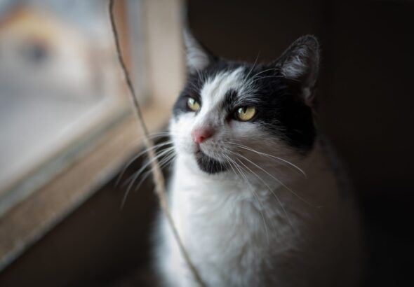 Whisker Watch trailer