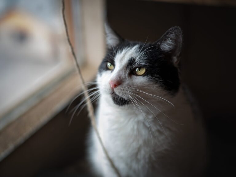 Whisker Watch trailer
